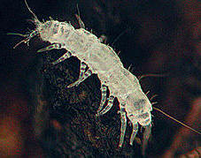Los paurópodos (con pocas patas), son pequeños miríapodos poco evolucionados y de hábitos nocturnos