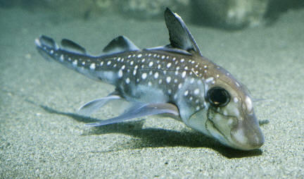 Un pez quimeriforme (Hydrolagus colliei)