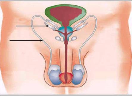 testiculos-web.jpg