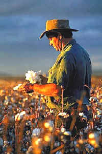 Desde el siglo XIX el algodón es la fibra vegetal más utilizada en todo el mundo
