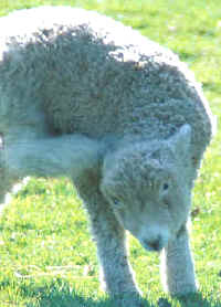 La lana posee capacidades aislantes y de conservación de la temperatura corporal