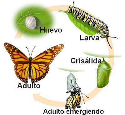 La mariposa, es un ejemplo de insecto que sufre metamorfosis: huevo, larva, crisálida, adulto emergiendo, adulto.