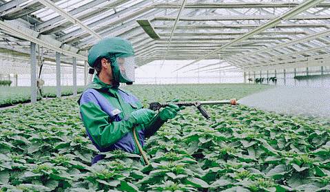 En el nivel de exposición a los productos fitosanitarios, influye si el trabajo se realiza en un recinto cerrado, como puede ser un invernadero