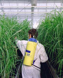 Los trabajadores que aplican y están en contacto con productos fitosanitarios están sometidos a riesgos derivados de la exposición laboral