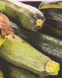 Calabacín, o fruto muy tierno de la calabaza