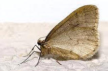 Mariposa macho (la hembra no tiene alas funcionales) de Cheimatobia brumata