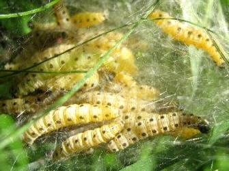 Larvas de "arañuelo" del manzano (Hyponomeuta padellus)
