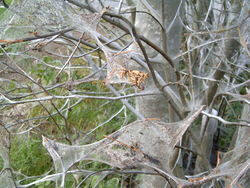 Tela de "arañuelo" del manzano (Hyponomeuta padellus) tejida sobre unas ramas