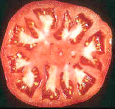 Disposición de las diminutas semillas del tomate (Lycopersicon lycopersicum, Lycopersicon esculentus o Solanum Lycopersicum)