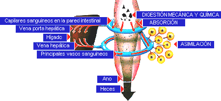 Proceso de la digestión desde el estómago