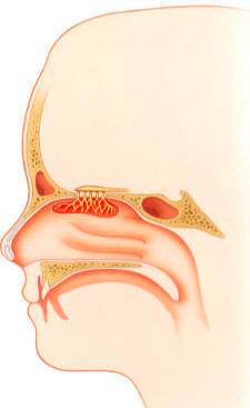 Ilustración de las cavidades nasales