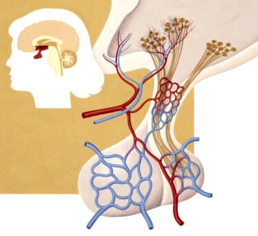 Ilustración del hipotálamo y la glándula hipófisis o pituitaria