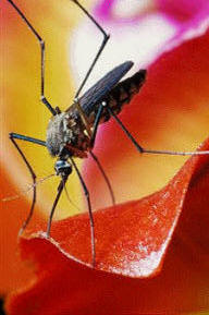 Insectos como los piojos o los mosquitos, son vectores que propagan variadas enfermedades contagiosas