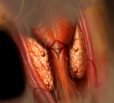 Ilustración de las glándulas tiroides y paratiroides, situadas en el cuello