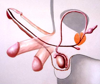 El tejido eréctil del pene está formado por cuerpos cavernosos y esponjosos cuyas cavidades se llenan de sangre para mantenerlo erecto y firme facilitando así la cópula