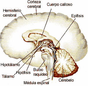 Sistema nervioso cerebroespinal