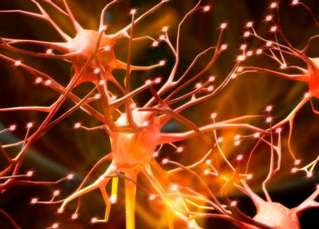Mediante la red del sistema nervioso la información viaja hasta sus terminales mediante impulsos eléctricos, a velocidades de entre 1 y 100 metros por segundo