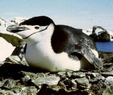 Ejemplar de pingüino Barbijo anidando (Pygosceles antartica)
