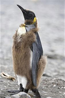 Polluelo de pingüino Rey perdiendo la pluma