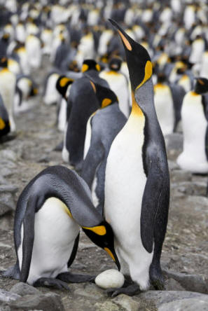 Pareja de pingüino rey (Aptenodytes patagonica)