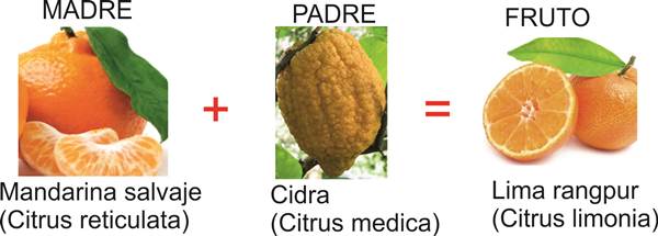 Blog Naturaleza educativa citricos_lima_rangpur1 EL NARANJO, EL "ÁRBOL DE LAS MANZANAS DE ORO" 
