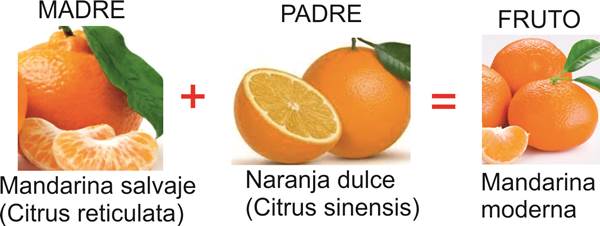 Blog Naturaleza educativa citricos_mandarina_moderna1 EL NARANJO, EL "ÁRBOL DE LAS MANZANAS DE ORO" 