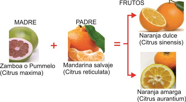 Blog Naturaleza educativa citricos_naranja_dulce_amarga1 EL NARANJO, EL "ÁRBOL DE LAS MANZANAS DE ORO" 
