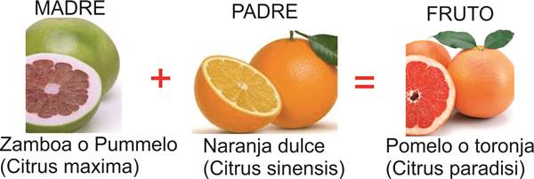 Blog Naturaleza educativa citricos_pomelo1 EL NARANJO, EL "ÁRBOL DE LAS MANZANAS DE ORO" 