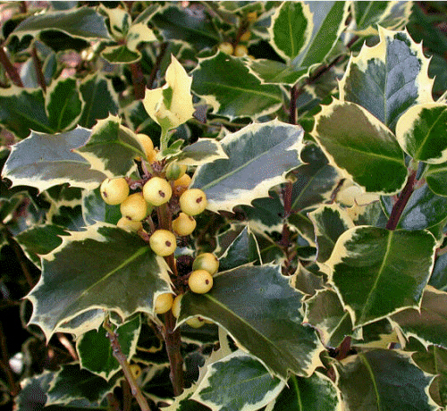 Blog Naturaleza educativa arbustos_acebo01 Arbustos: Acebo (Ilex aquifolium, "Aureomarginata")  