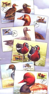 Filatelia: Anátidas (patos y ocas en los sellos rumanos)
