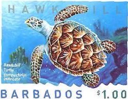 Fauna: Tortugas en una emisión de Barbados