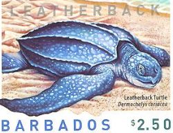 Fauna: Tortugas en una emisión de Barbados