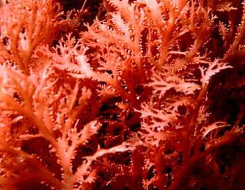 Alga roja bentónica del género gelidium