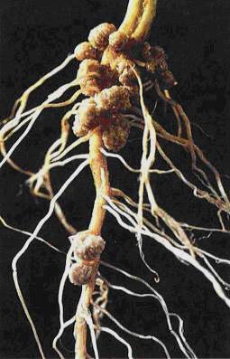 Ciclo del nitrógeno: nódulos de nitrógeno en las raíces 