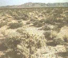 Desierto Great Basim (Nevada)