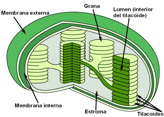 Estructura de un cloroplasto