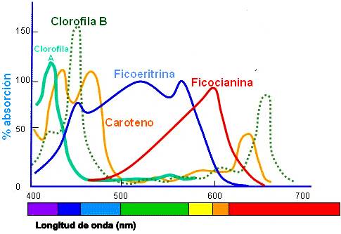 En la gráfica se pueden observar los diferentes grados de absorción según el tipo de pigmento y longitud de onda en el espectro