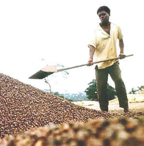 El café constituye el principal cultivo comercial de Angola