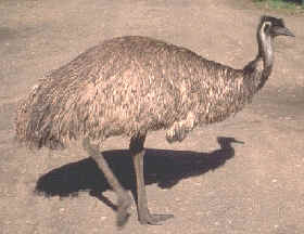 Emú, una de las aves típicas de Australia