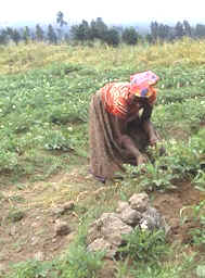 Agricultor hutu, la etnia de habla bantú mayoritaria en Ruanda