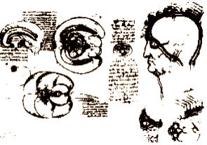 BOSQUEJOS DE LEONARDO. Leonardo estudió en vivo y realizó dibujos de la estructura del cuerpo humano. Hizo esquemas sobre los sistemas circulatorio, muscular y respiratorio.