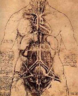 Dibujo del cuerpo humano representando diversos órganos y las venas y arterias