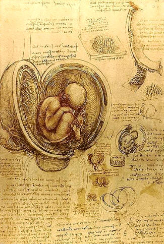 Dibujo de anatomía humana