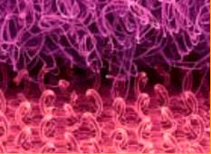 Imagen micrográfica de barrido electrónico teñida de VELCRO cerrado. © Dee Breger, Drexel University