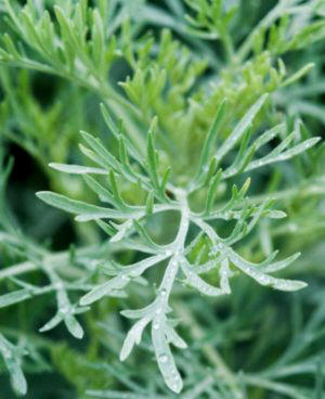 Artemisa (Artemisia vulgaris)