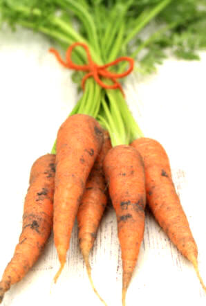 Zanahoria (Daucus carota)