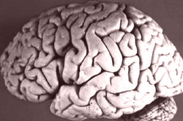 Fig. 1: Corteza cerebral