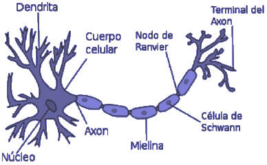 Fig. 2: Representación de una neurona