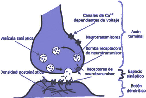 Fig. 3: Representación de la sinapsis entre neuronas
