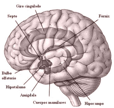 Fig. 4: Estructura del cerebro límbico